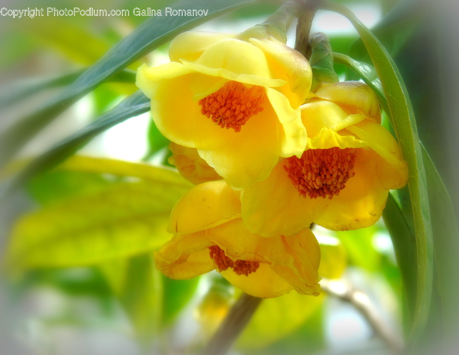 Blossom, Daffodil, Flora, Flower, Plant