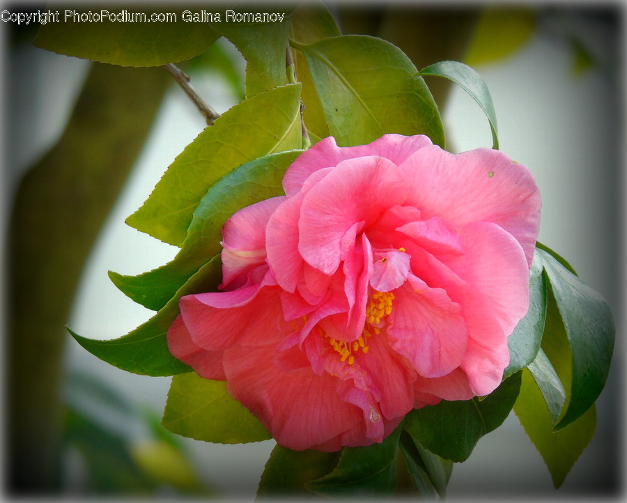 Blossom, Flora, Flower, Plant, Geranium