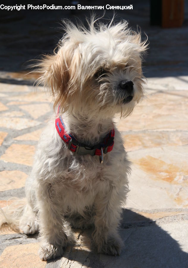 Animal, Canine, Dog, Mammal, Pet, Terrier, Puppy