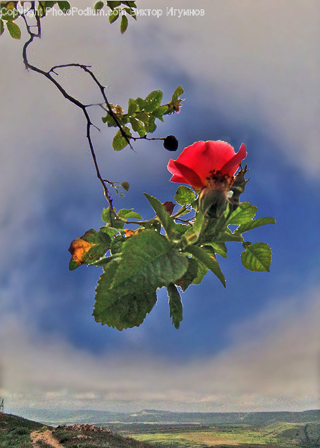 Blossom, Flora, Flower, Geranium, Plant