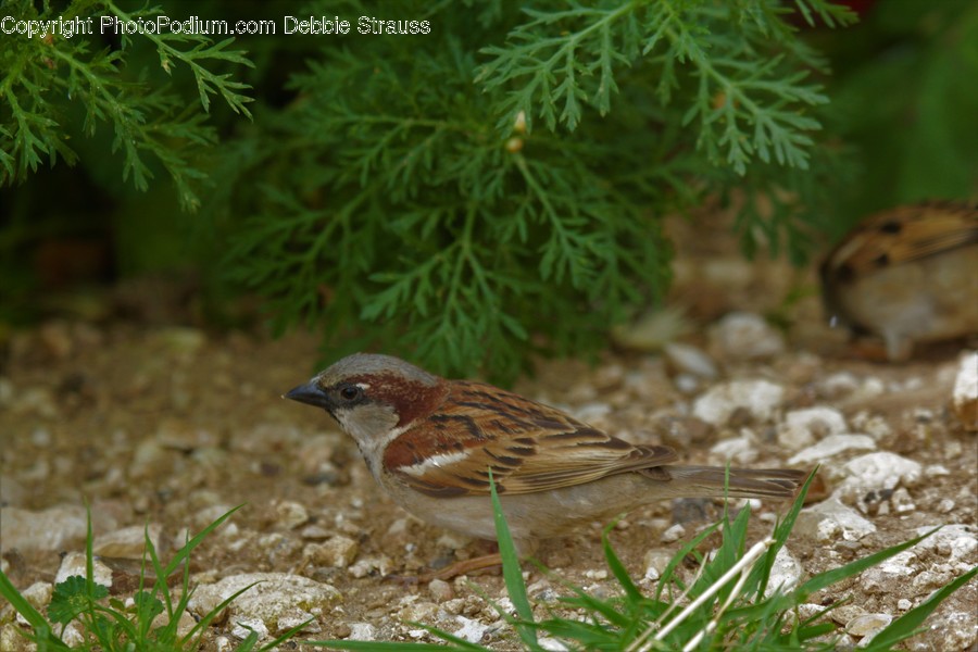Animal, Bird, Sparrow, Hamster, Mammal