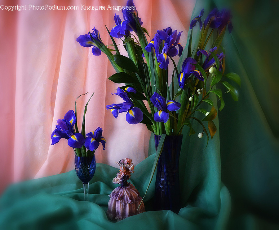 Blossom, Flora, Flower, Iris, Plant