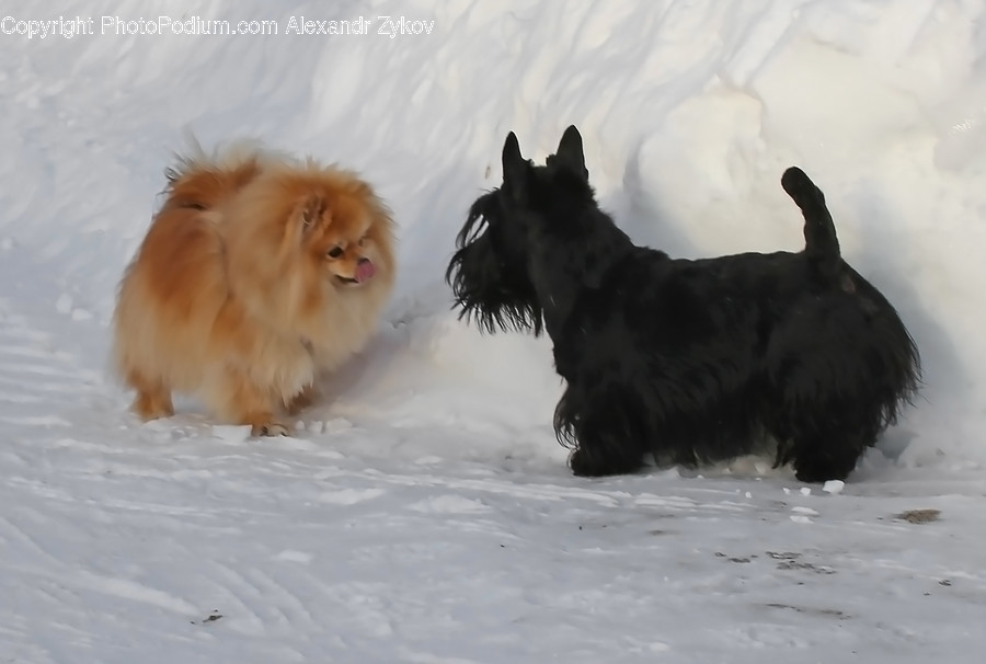 Adorable, Animal, Canine, Collie, Dog