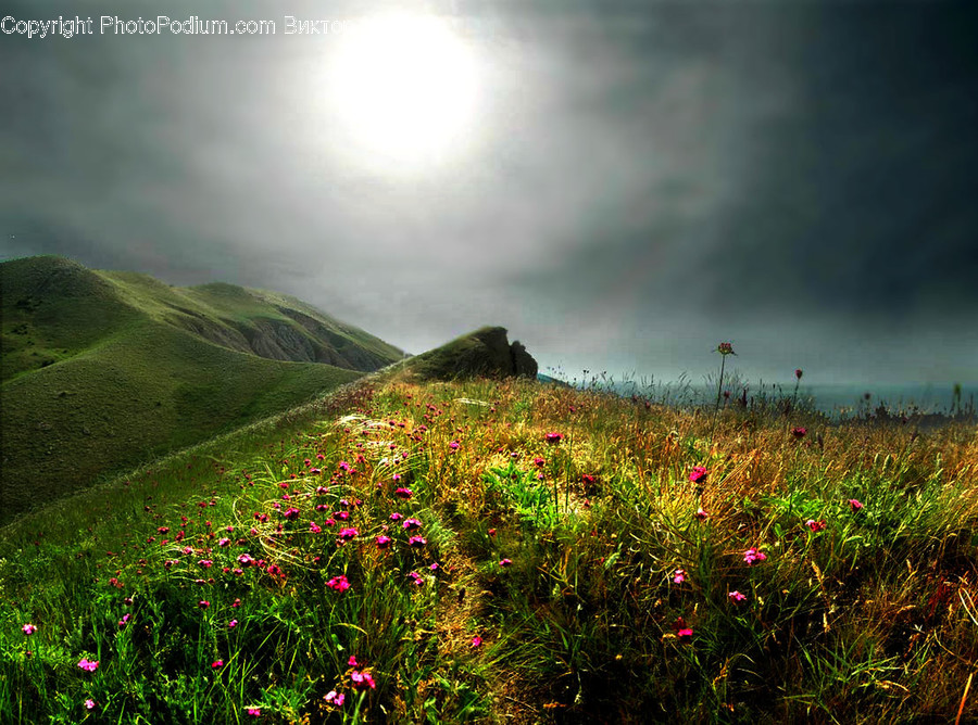 Cosmos, Flora, Grass, Plant, Field