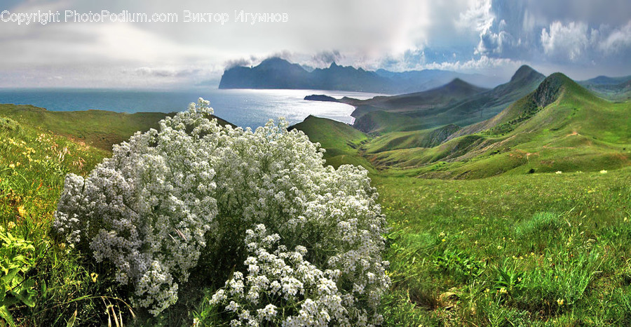 Outdoors, Plateau, Conifer, Flora, Plant