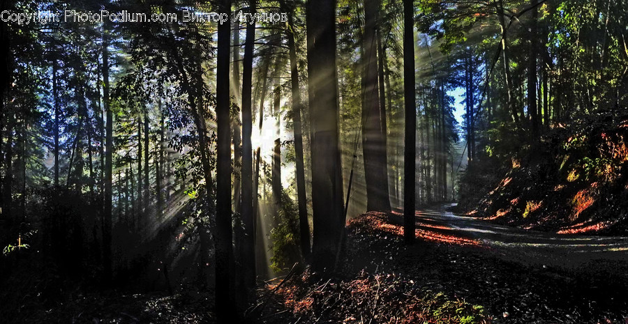 Flora, Forest, Land, Nature, Outdoors