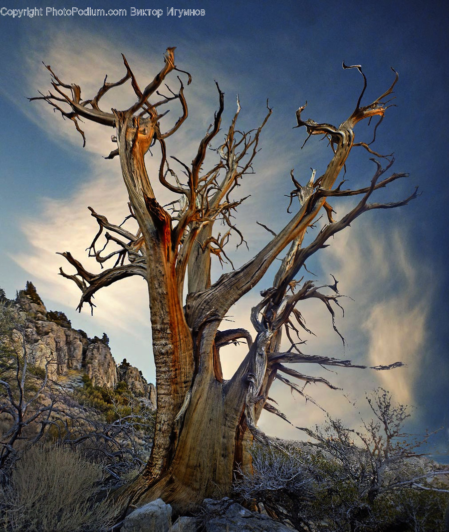 Flora, Plant, Tree, Antler, Conifer