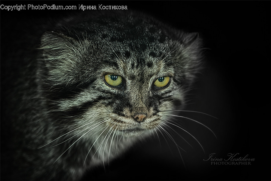 Animal, Cat, Mammal, Pet, Manx