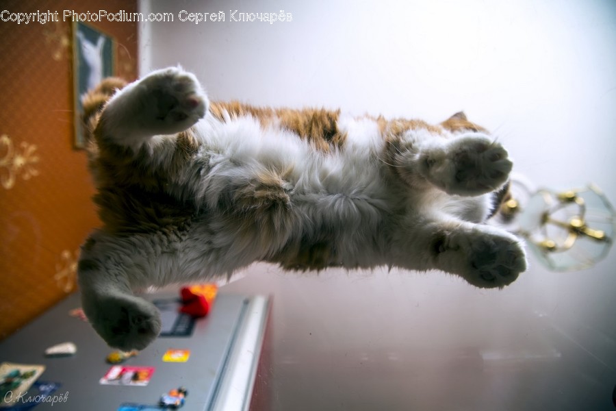 Animal, Cat, Kitten, Mammal, Pet