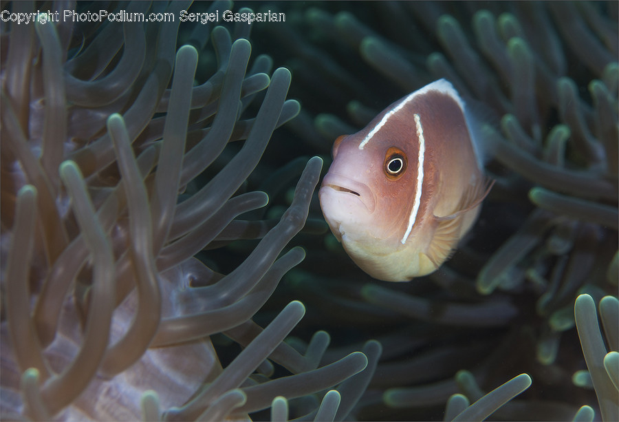 Animal, Coral Reef, Nature, Ocean, Outdoors