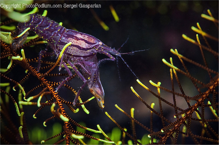 Dinosaur, Animal, Mammal, Sea Life, Seahorse