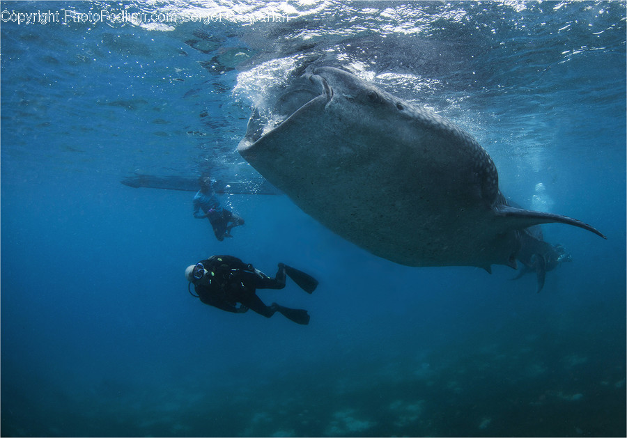 Diver, Diving, Human, Person, Sport