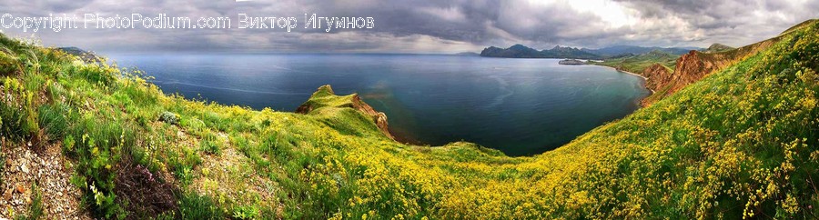 Bush, Flora, Plant, Vegetation, Landscape
