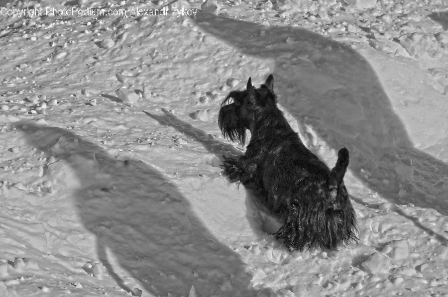 Animal, Canine, Dog, Mammal, Pet