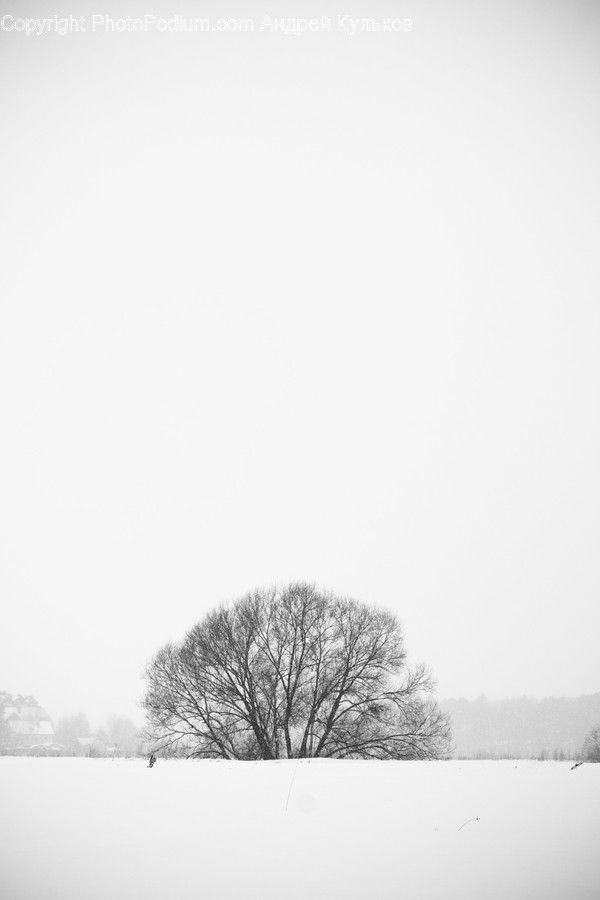Outdoors, Snow, Flora, Plant, Tree