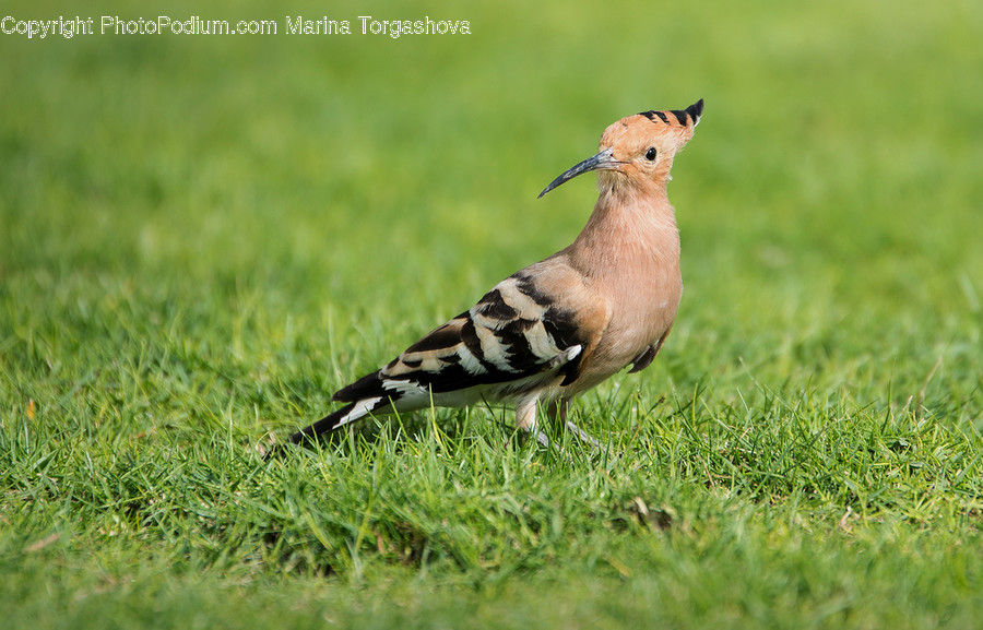 Animal, Bird, Dove, Pigeon, Partridge
