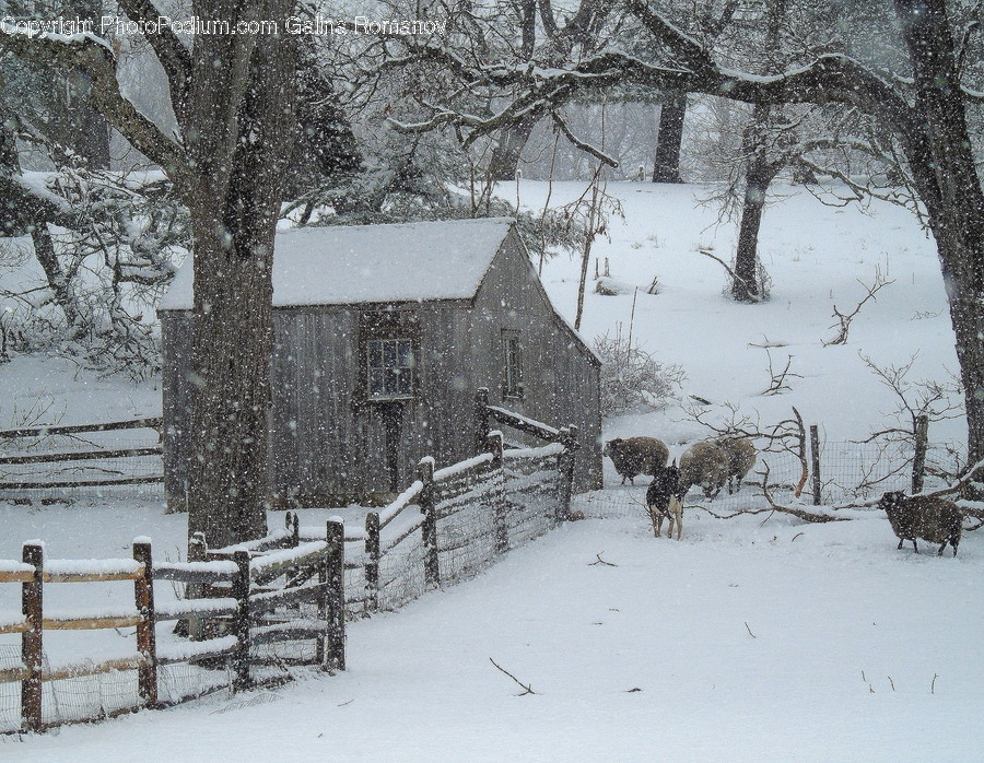 Blizzard, Nature, Outdoors, Snow, Storm