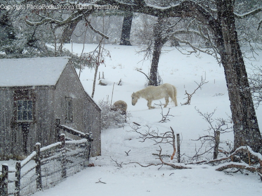 Blizzard, Nature, Outdoors, Snow, Storm