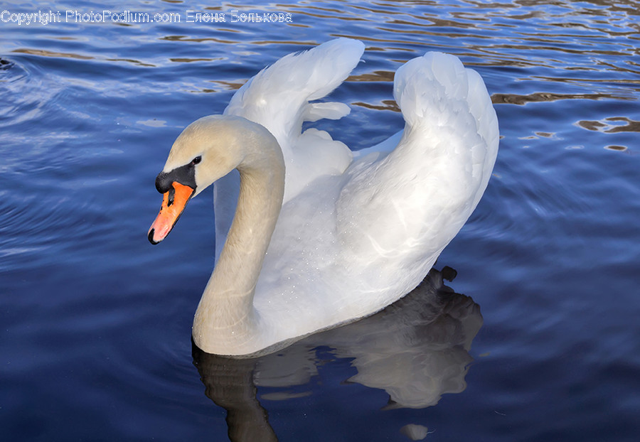 Animal, Bird, Swan, Waterfowl, Beak