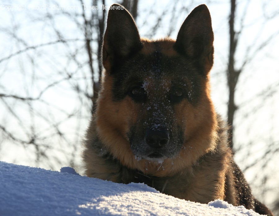Animal, Canine, Dog, German Shepherd, Mammal
