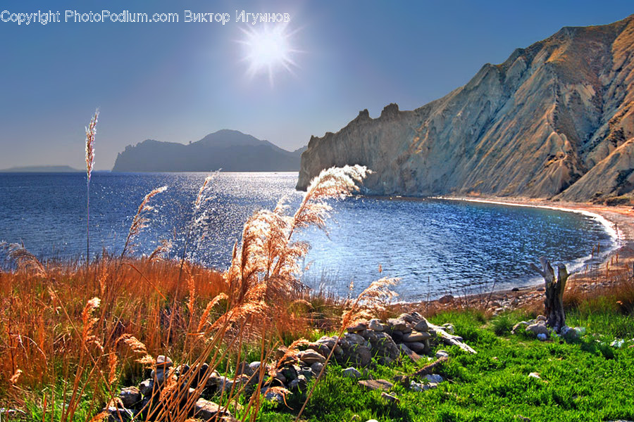Flora, Grass, Plant, Reed, Promontory