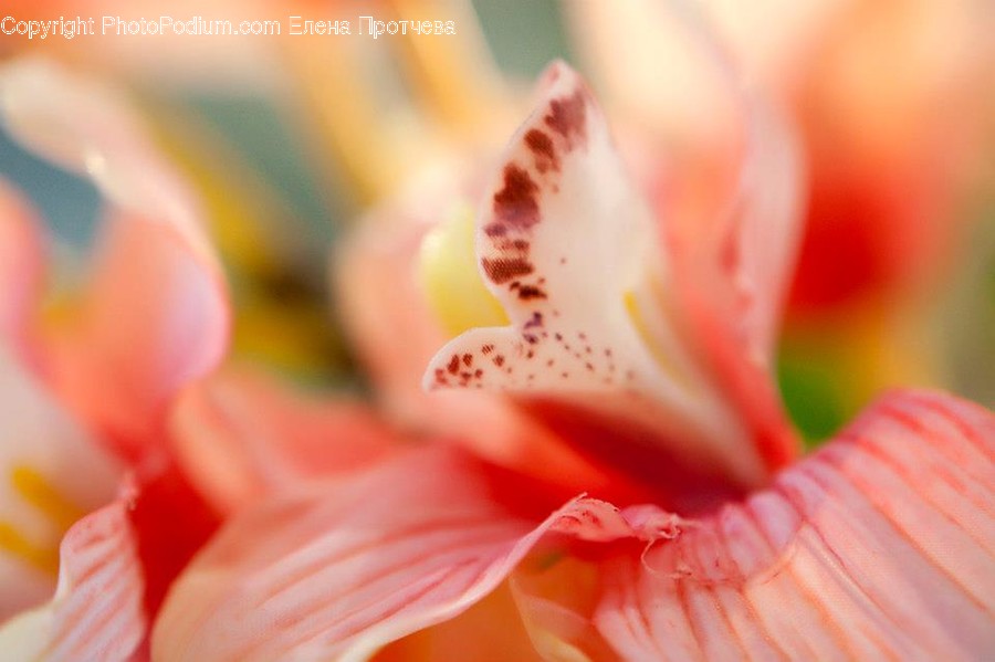 Blossom, Flora, Flower, Gladiolus, Plant
