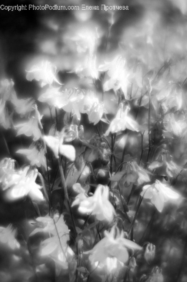 Smoke, Flora, Ivy, Plant, Torso