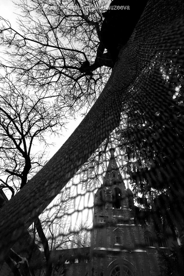 Flora, Plant, Tree, Architecture, Building