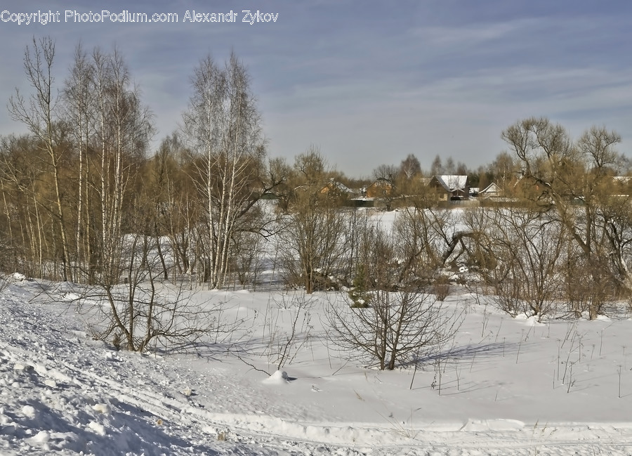 Outdoors, Snow, Flora, Forest, Land
