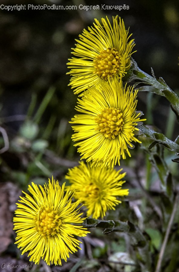 Asteraceae, Blossom, Flora, Flower, Plant