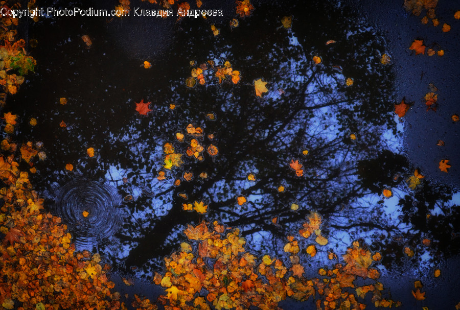 Puddle, Blossom, Flora, Flower, Lily