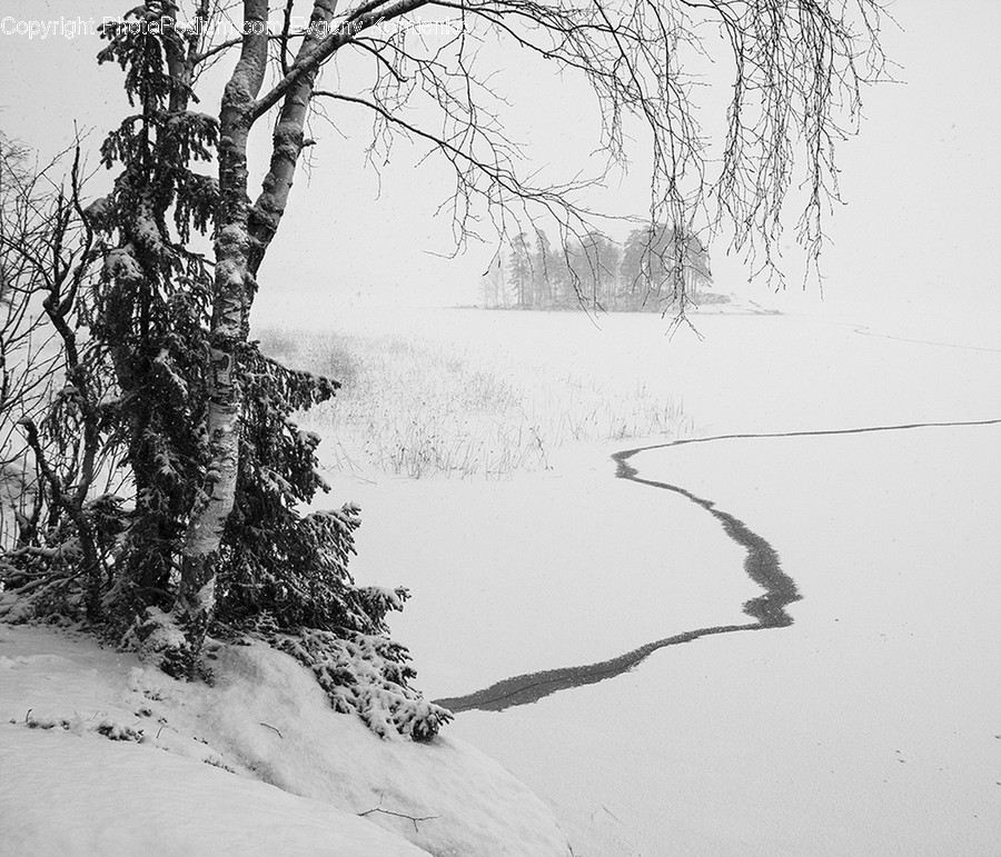 Outdoors, Snow, Flora, Plant, Tree