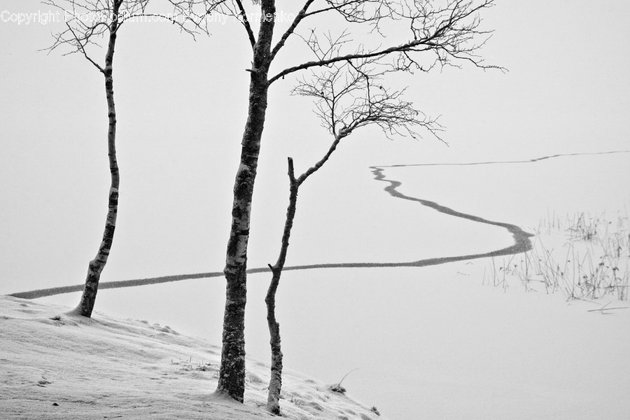 Outdoors, Snow, Flora, Plant, Tree