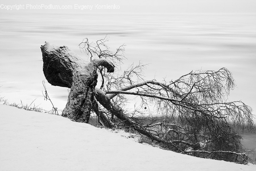 Art, Drawing, Sketch, Tree Stump, Flora
