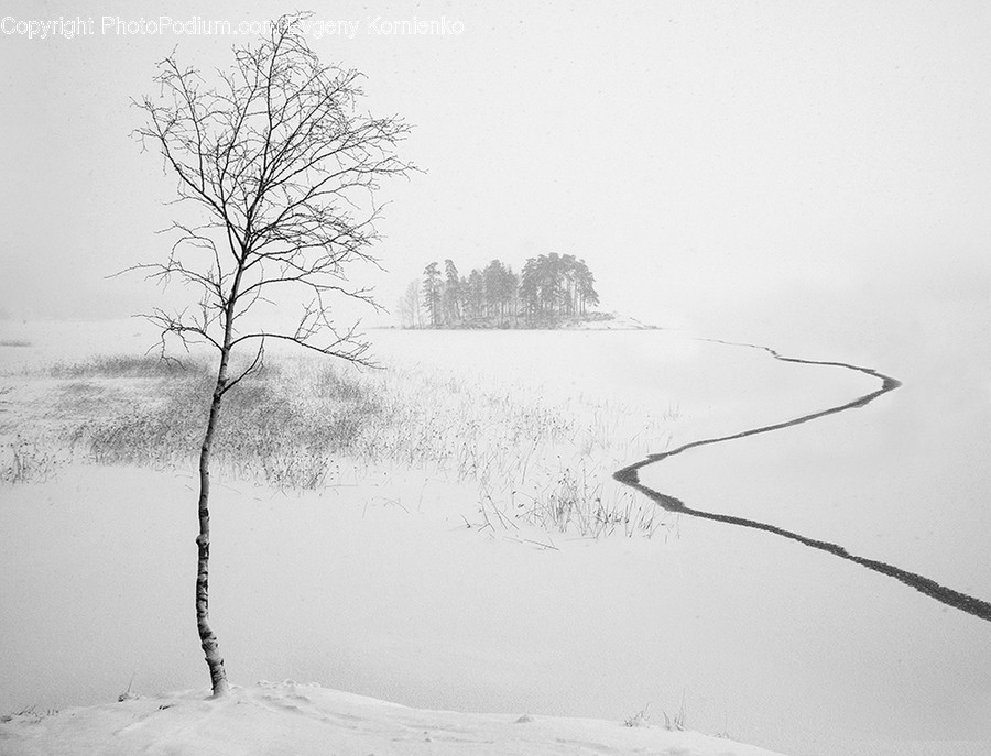Outdoors, Snow, Flora, Plant, Tree