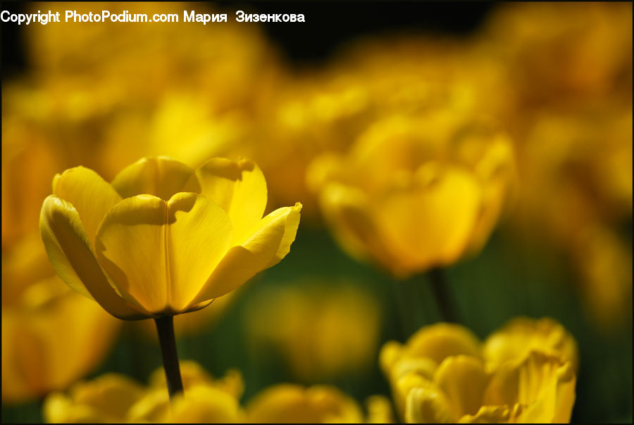 Blossom, Flora, Flower, Plant, Tulip, Crocus, Anther