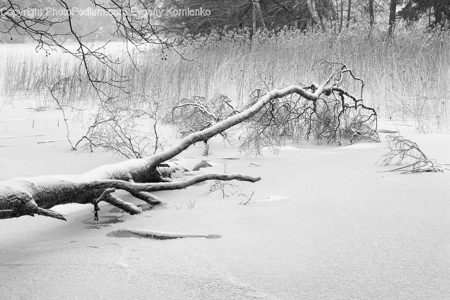 Flora, Plant, Root, Outdoors, Snow