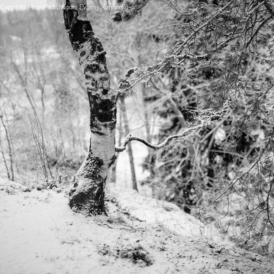 Birch, Flora, Plant, Tree, Forest