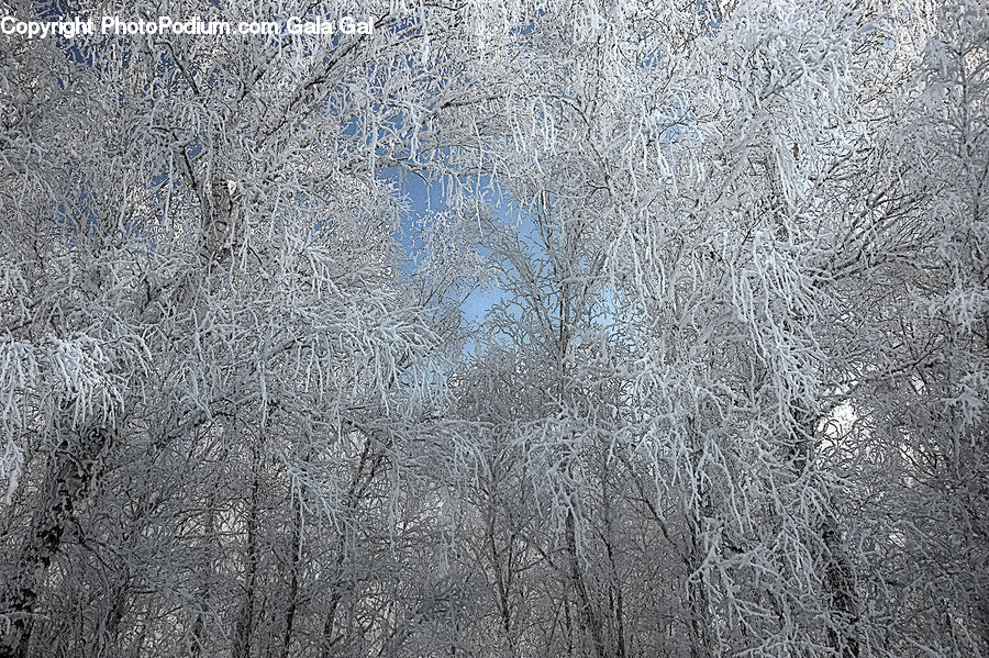 Frost, Ice, Outdoors, Snow