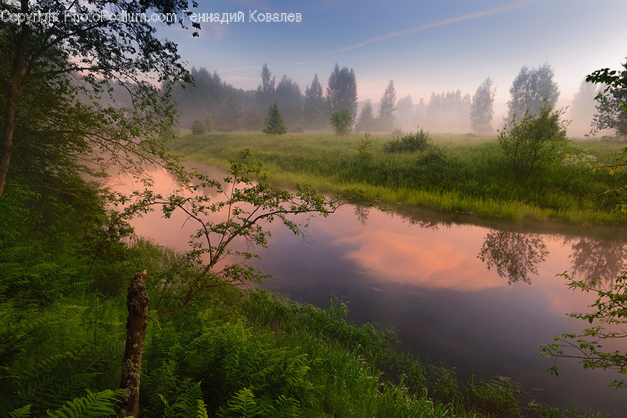 Conifer, Flora, Plant, Tree, Forest