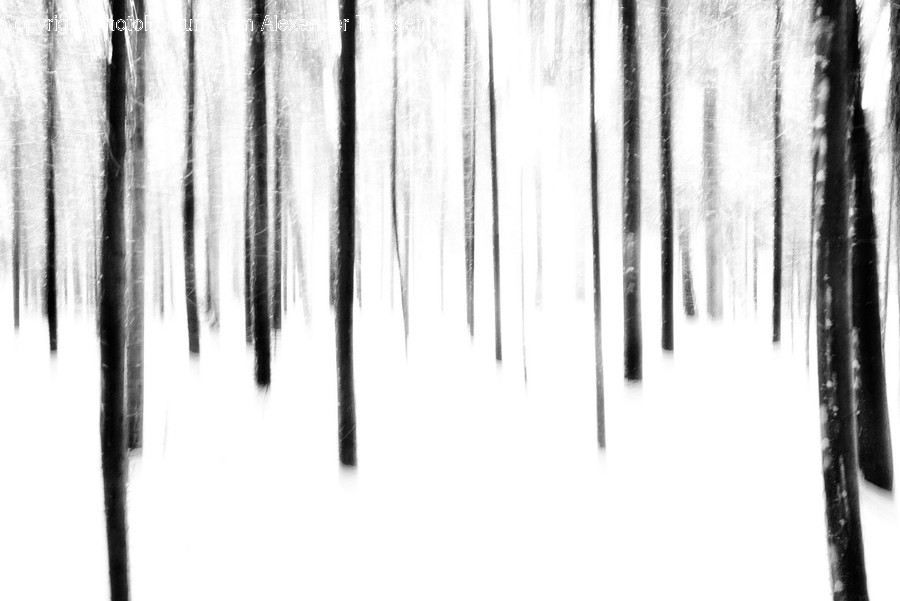 Birch, Flora, Plant, Tree, Forest