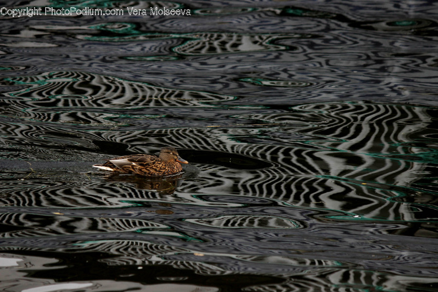 Outdoors, Ripple, Water, Labyrinth, Maze