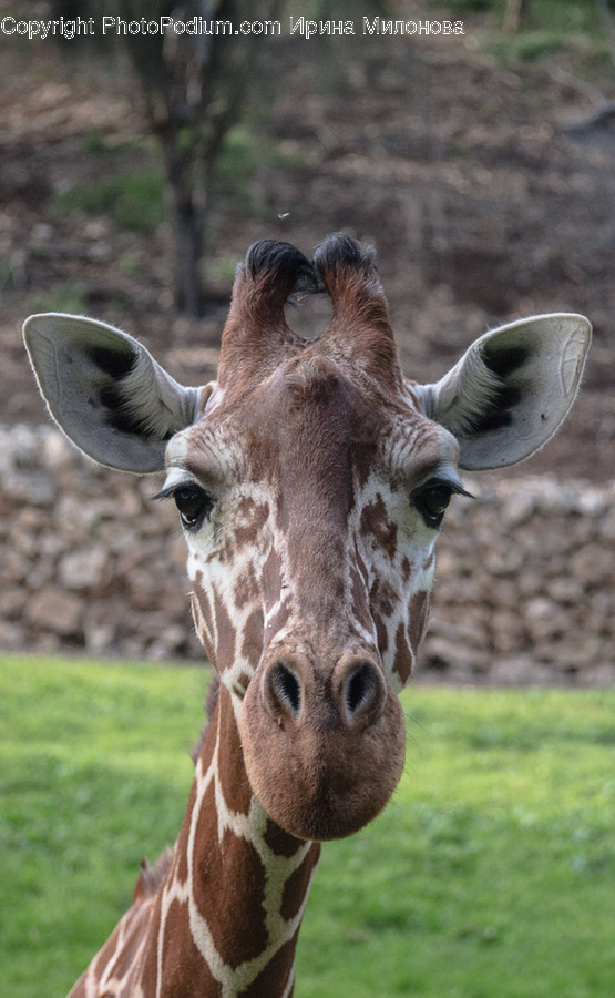 Animal, Giraffe, Mammal, Wildlife, Zoo