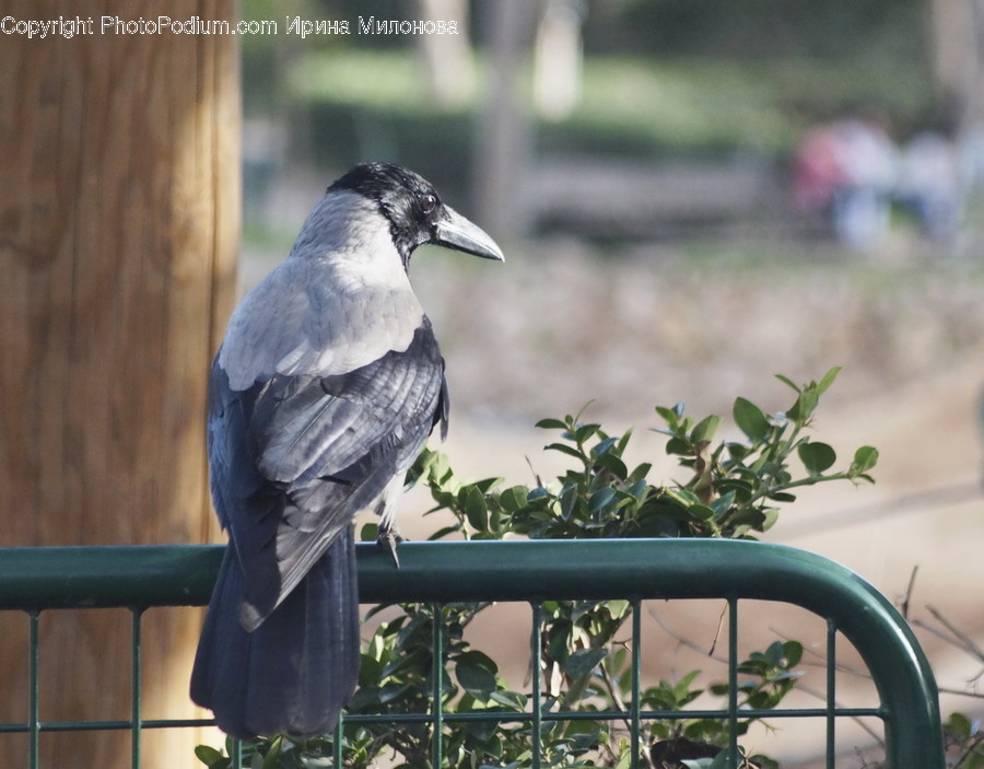 Animal, Bird, Crow, Blue Jay, Jay
