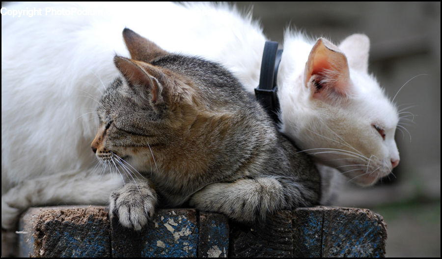 Asleep, Animal, Cat, Kitten, Mammal, Pet, Abyssinian