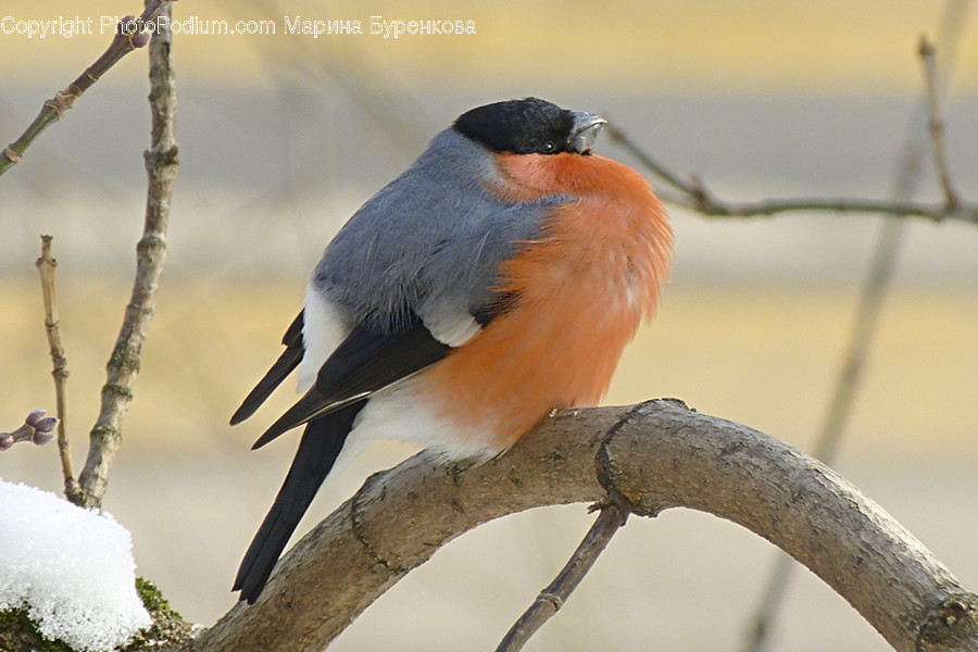 Animal, Bird, Bluebird, Bee Eater, Head