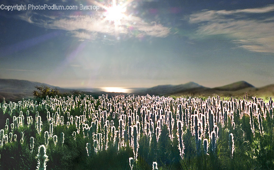 Flora, Grass, Plant, Reed, Weed