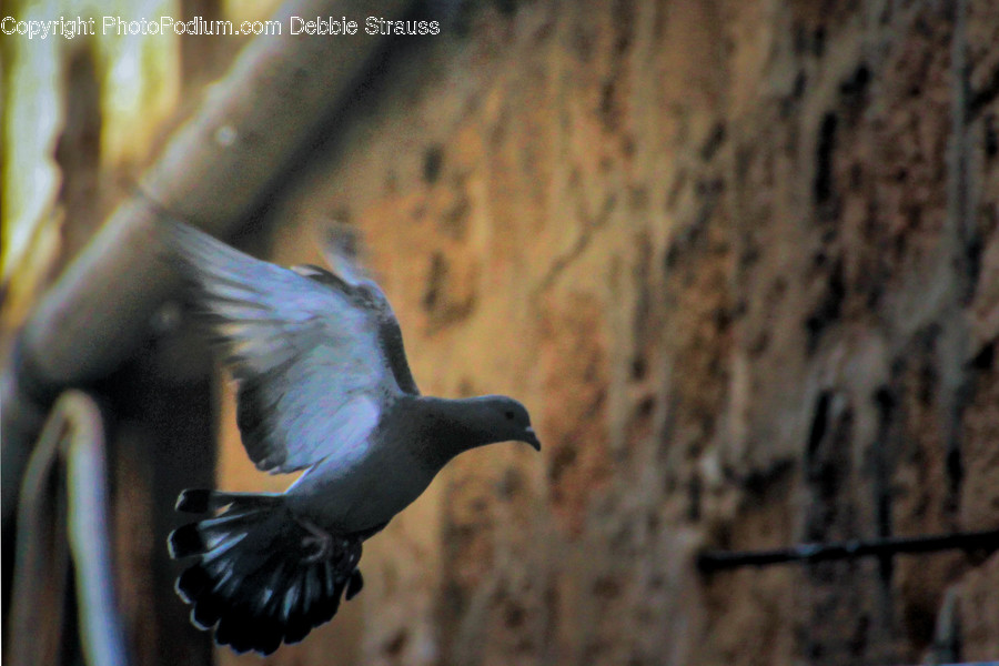 Animal, Bird, Dove, Pigeon