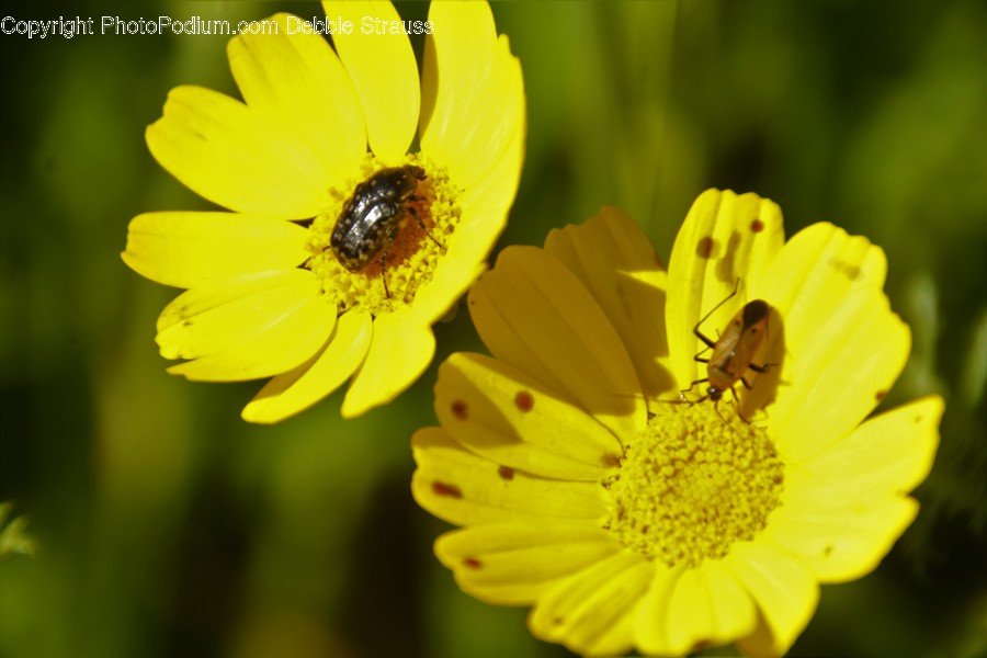Andrena, Animal, Bee, Hornet, Insect