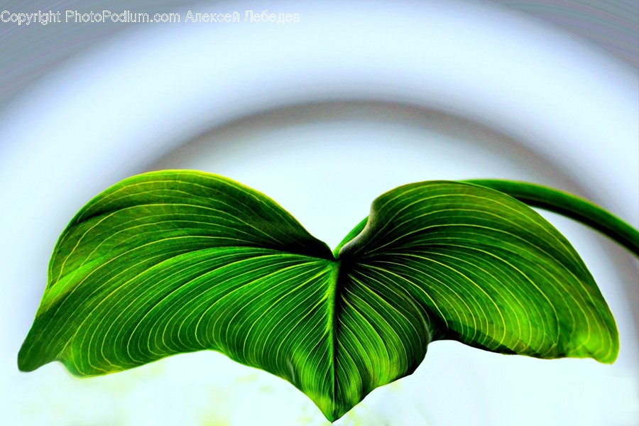 Veins, Flora, Plant, Leaf, Grass